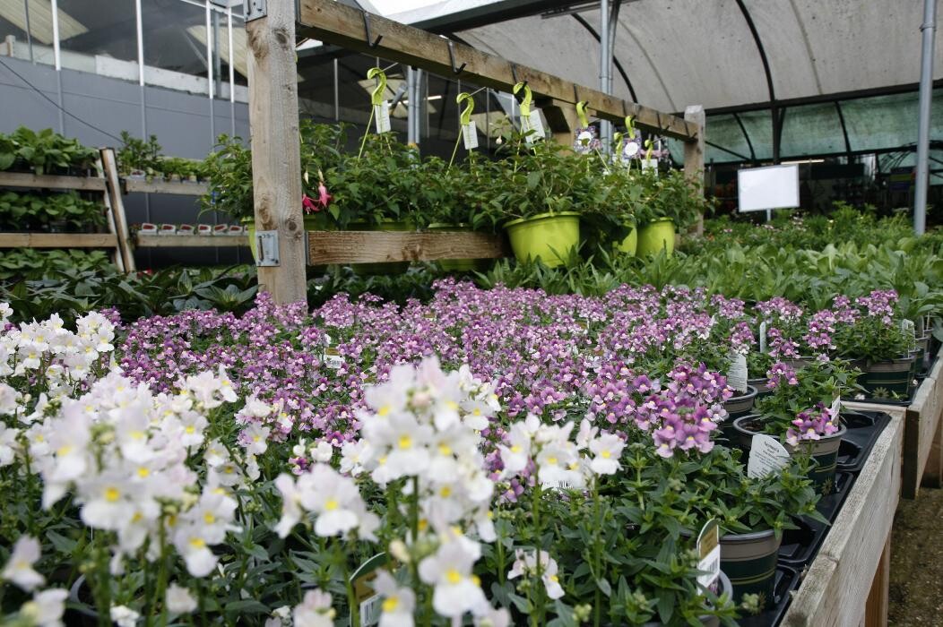 Images Hillier Garden Centre Hemel Hempstead