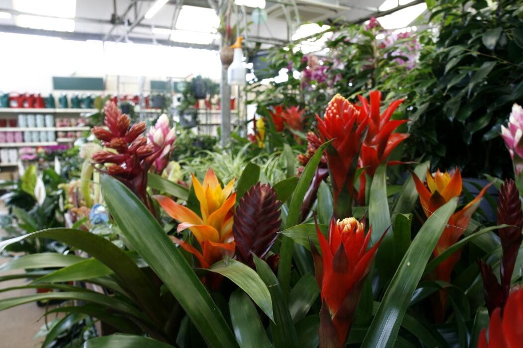 Images Hillier Garden Centre Hemel Hempstead