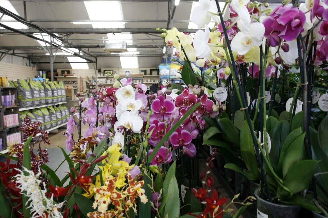 Images Hillier Garden Centre Hemel Hempstead