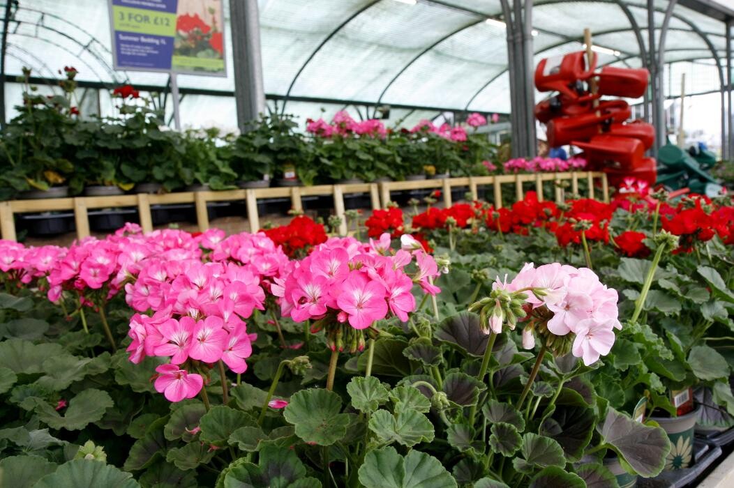 Images Hillier Garden Centre Hemel Hempstead