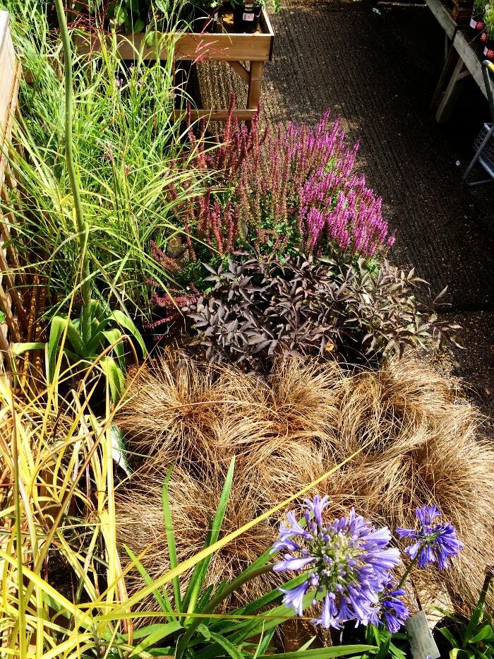 Images Hillier Garden Centre Hemel Hempstead