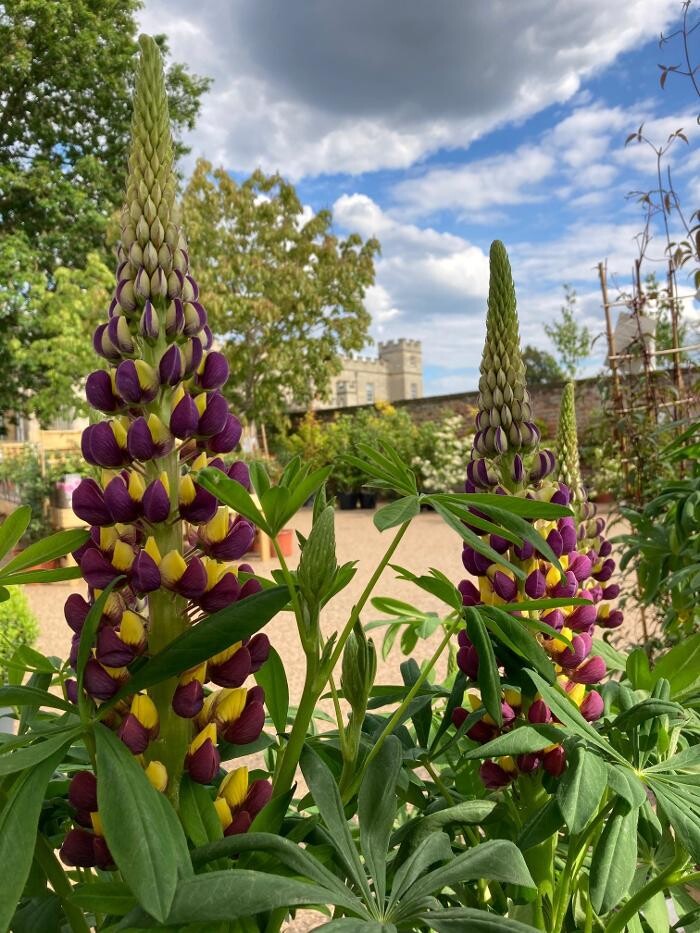 Images Hillier Garden Centre Syon Park