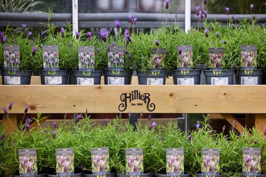 Images Hillier Garden Centre Syon Park