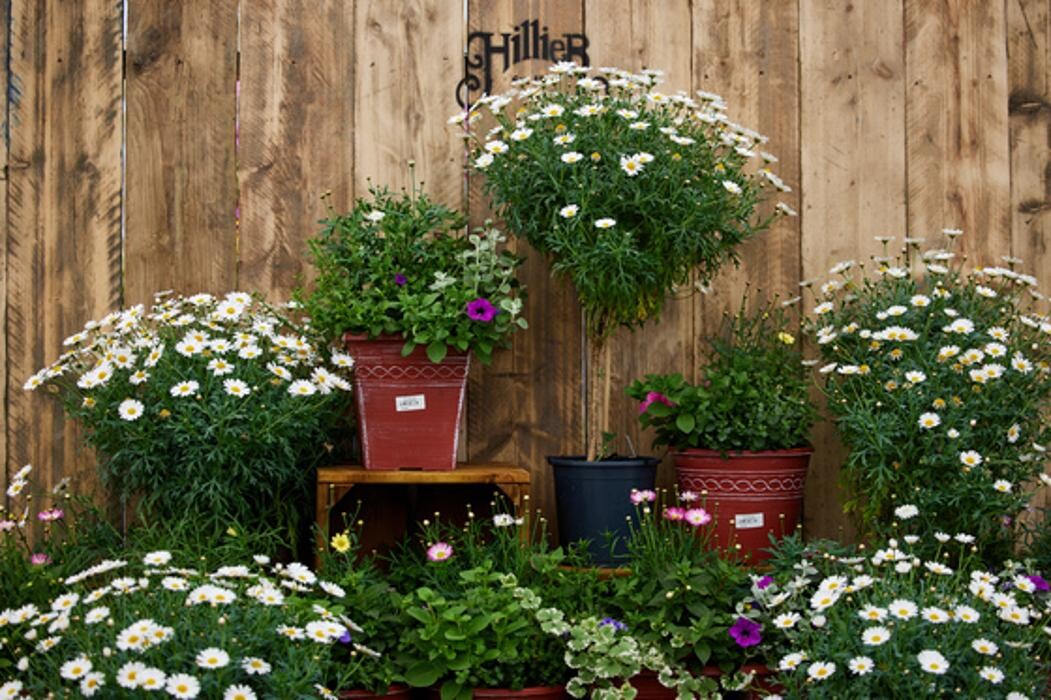 Images Hillier Garden Centre Syon Park