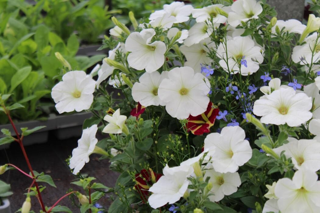 Images Hillier Garden Centre Liss