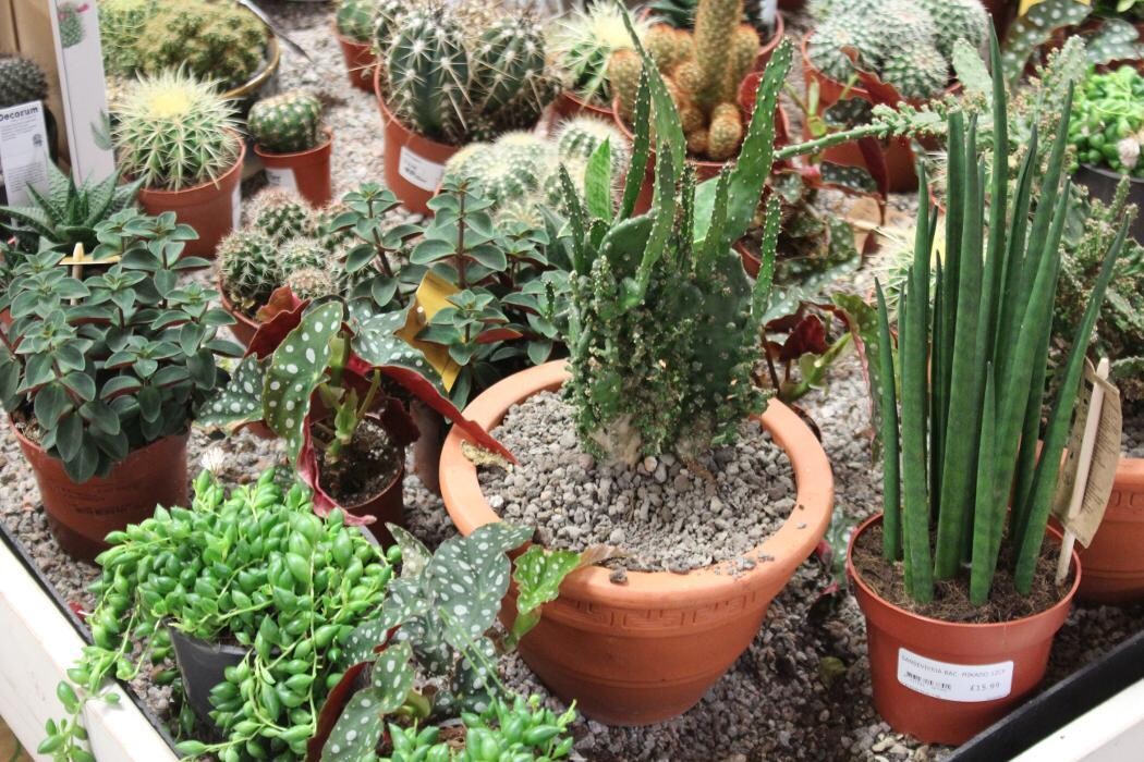 Images Hillier Garden Centre Liss