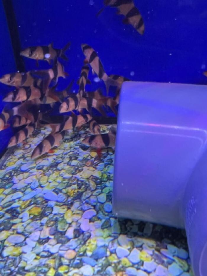 Images Maidenhead Aquatics Sheffield