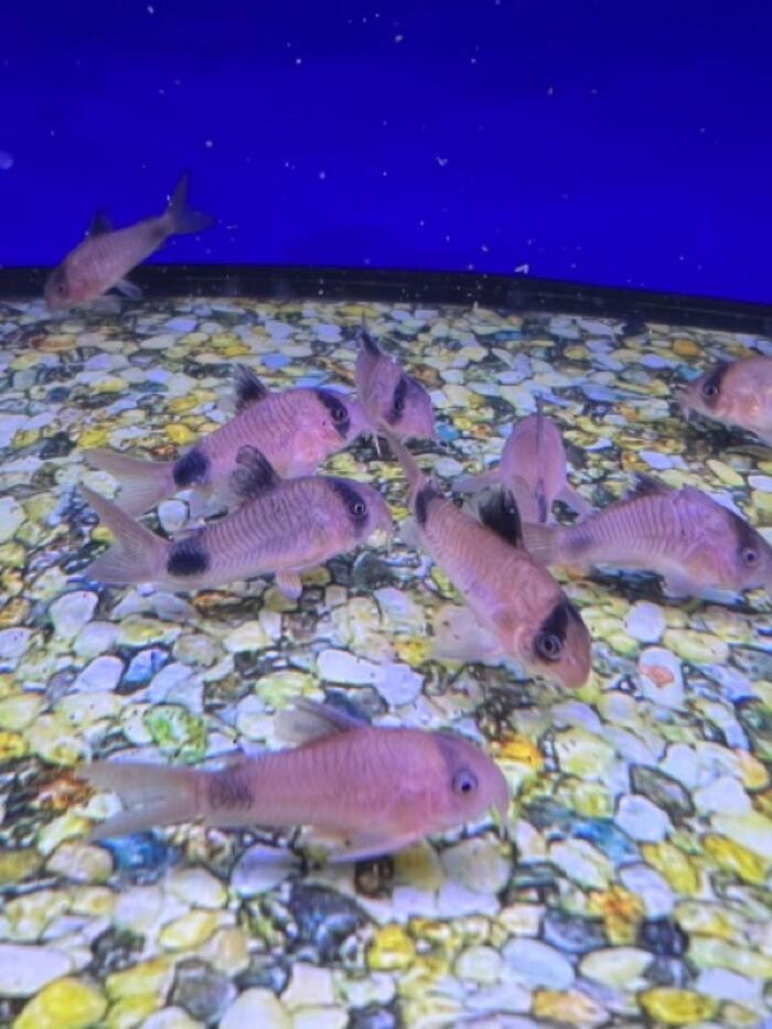 Images Maidenhead Aquatics Sheffield