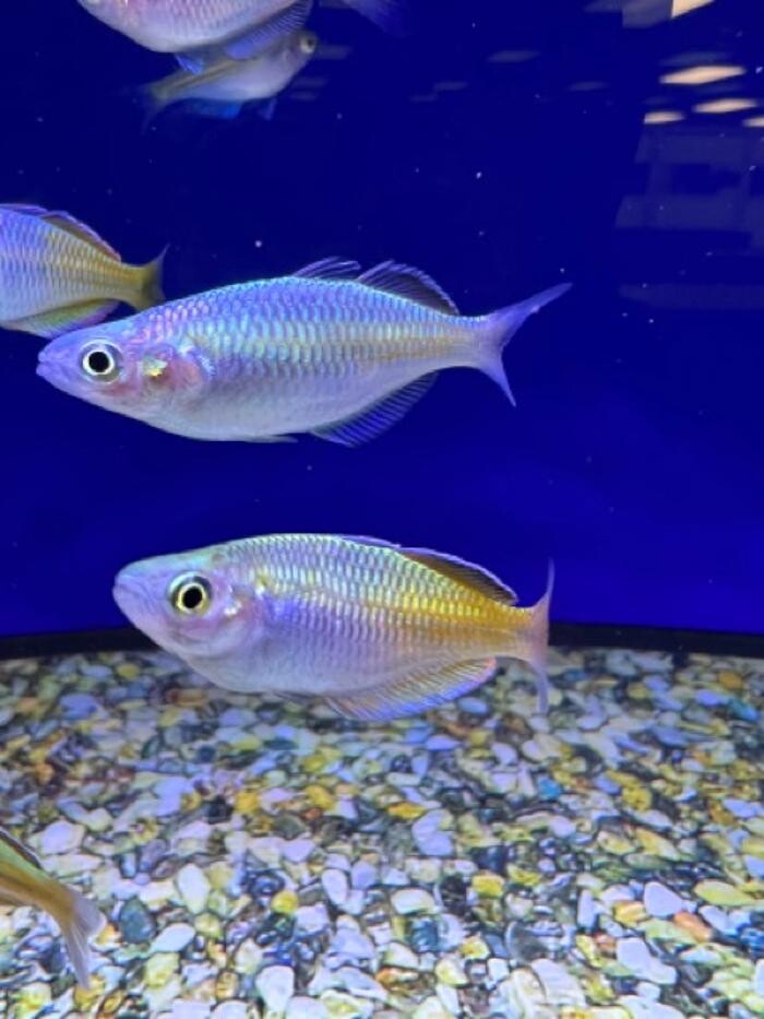 Images Maidenhead Aquatics Sheffield