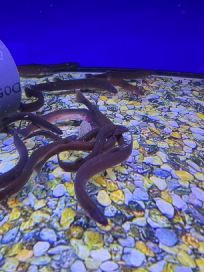Images Maidenhead Aquatics Sheffield