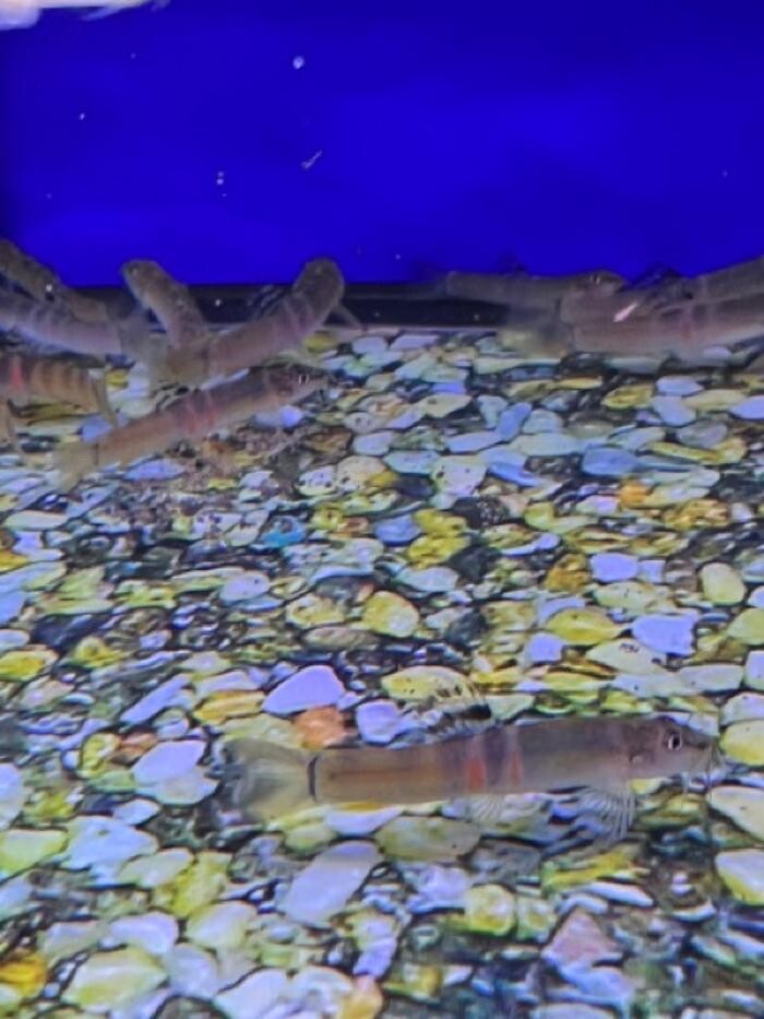 Images Maidenhead Aquatics Sheffield