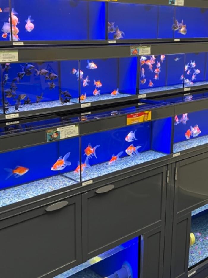 Images Maidenhead Aquatics Sheffield