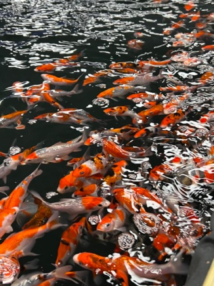 Images Maidenhead Aquatics Sheffield