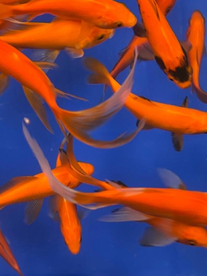 Images Maidenhead Aquatics Sheffield