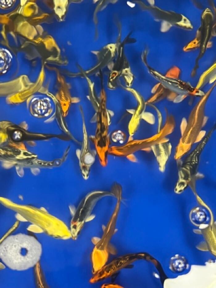 Images Maidenhead Aquatics Sheffield