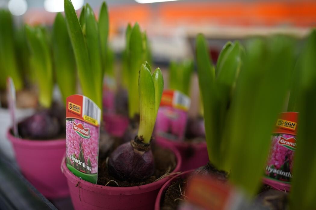 Images Lidl