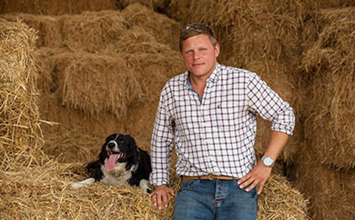 Images The Blue Texel