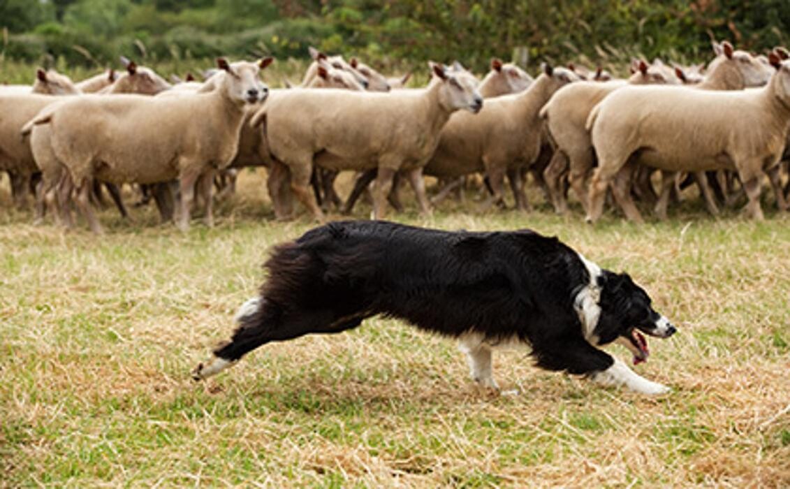 Images The Blue Texel