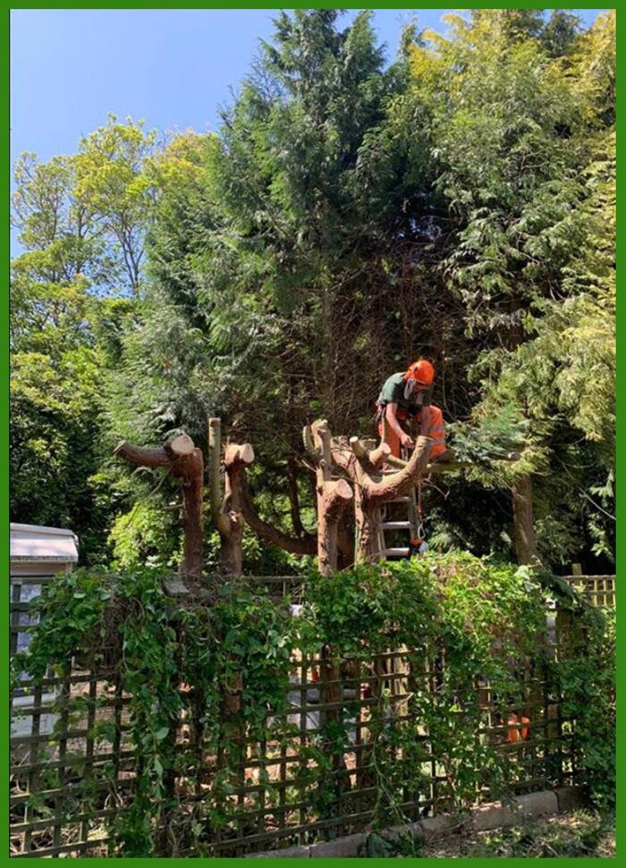 Images CH Tree Services and Landscaping