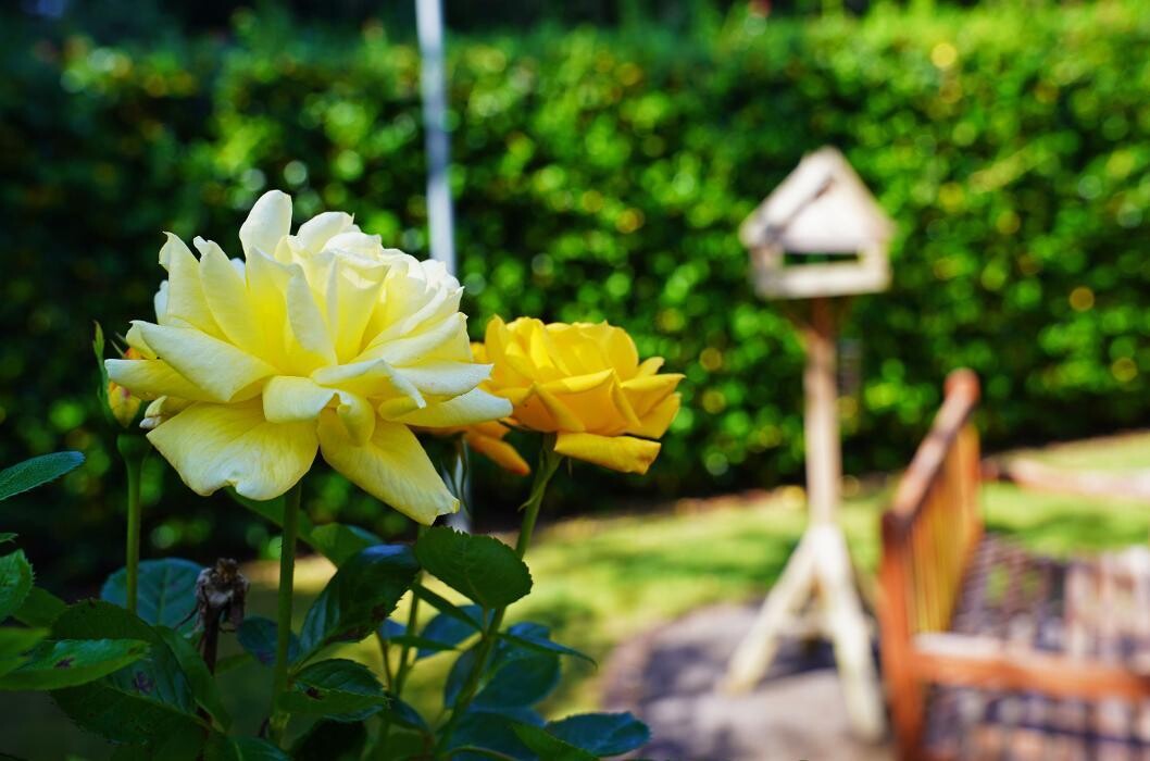 Images Fernihurst Nursing Home - Sanctuary Care