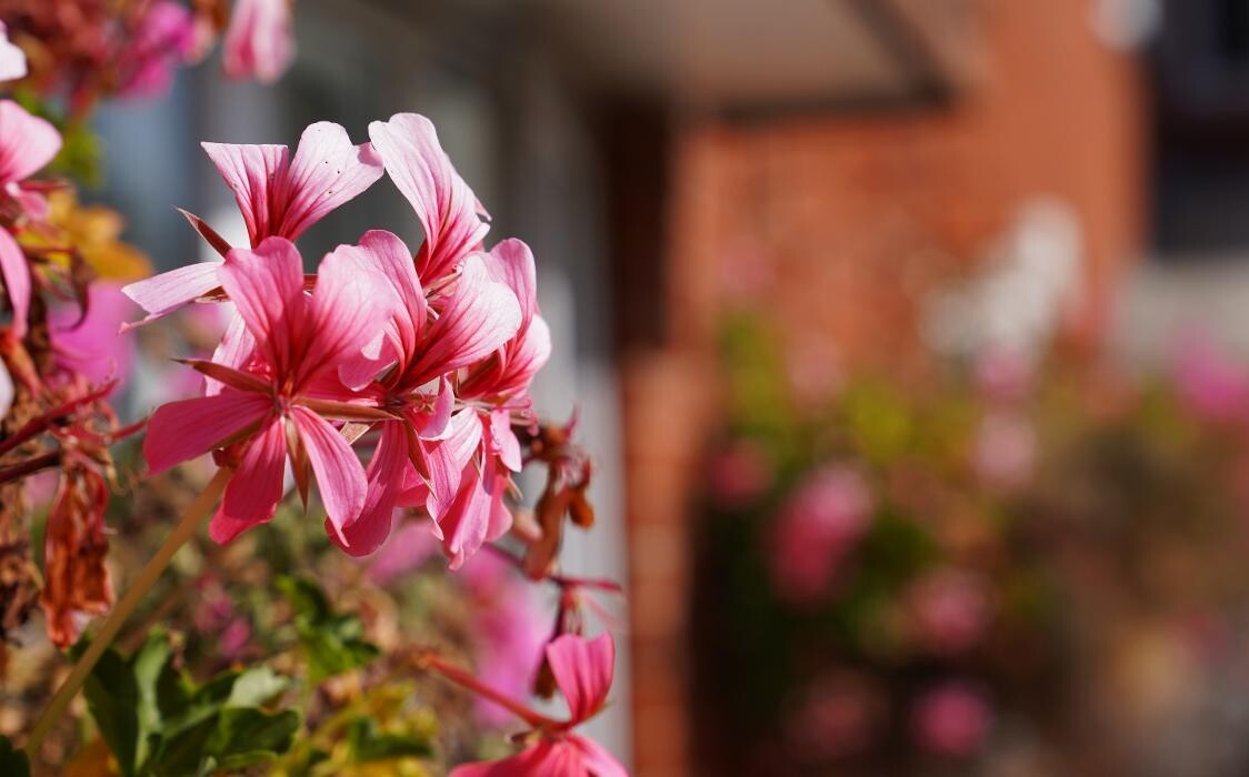 Images Fernihurst Nursing Home - Sanctuary Care