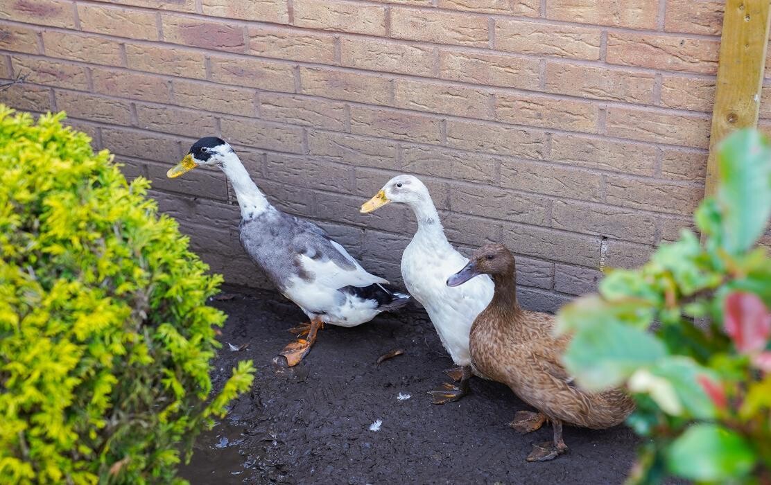 Images Ashwood Park Residential and Nursing Home - Sanctuary Care