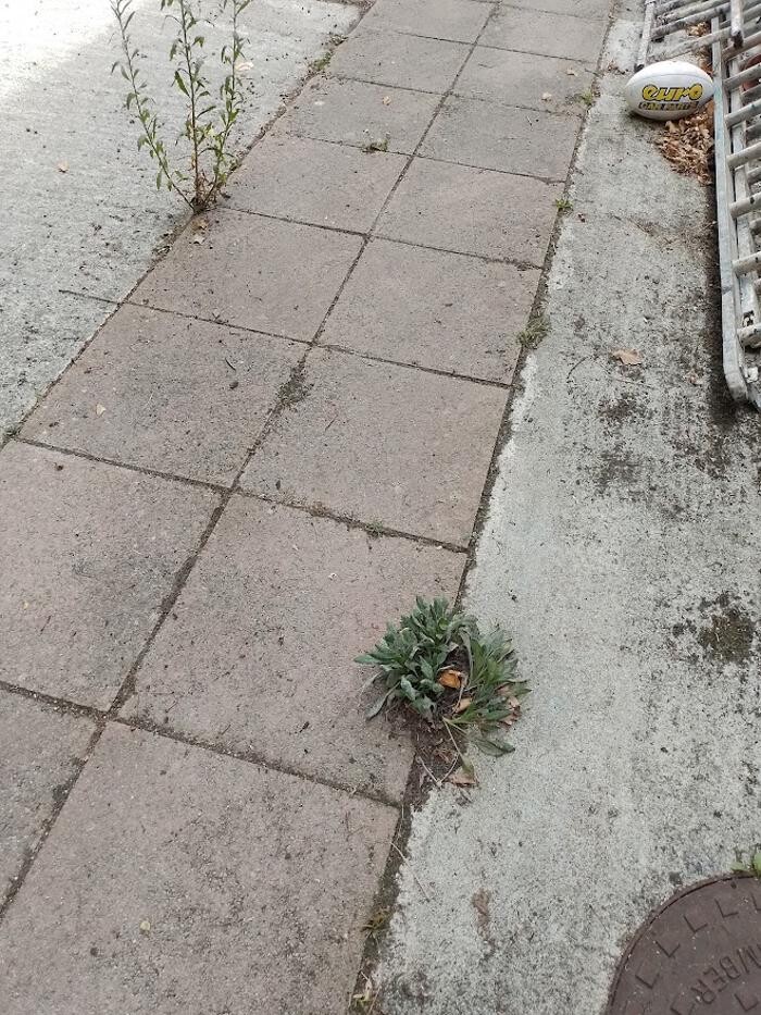 Images Flow Free Gutter Cleaning