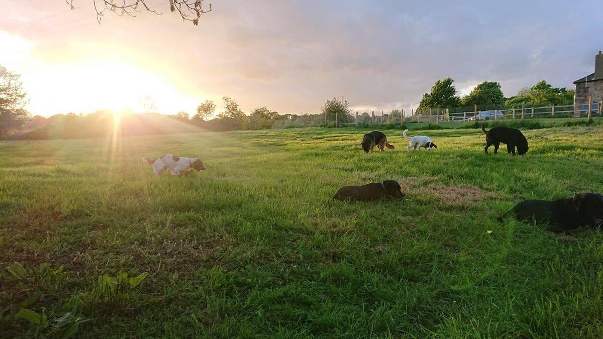 Images Wragby Grange Daycare & Boarding