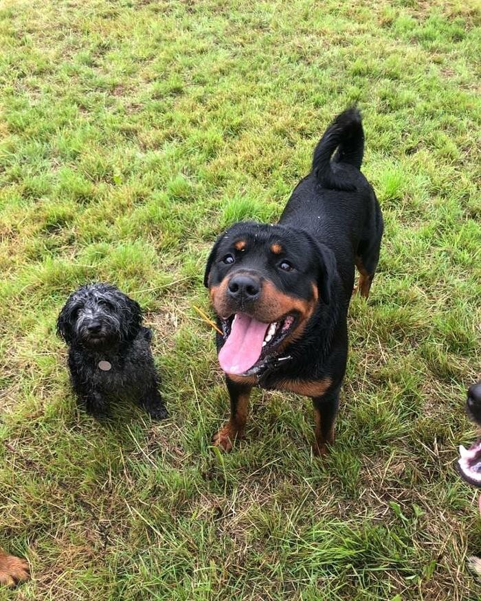 Images Wragby Grange Daycare & Boarding