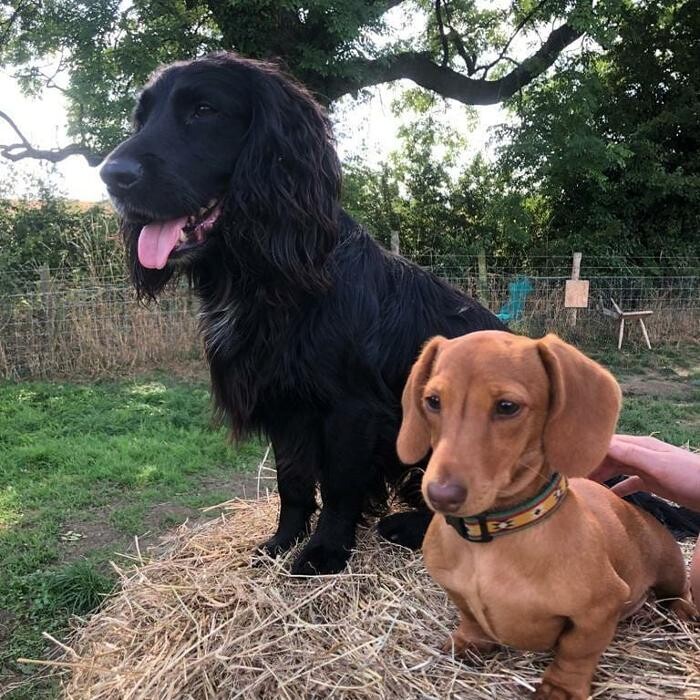 Images Wragby Grange Daycare & Boarding
