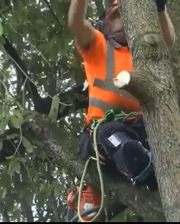 Images Excel Tree Maintenance