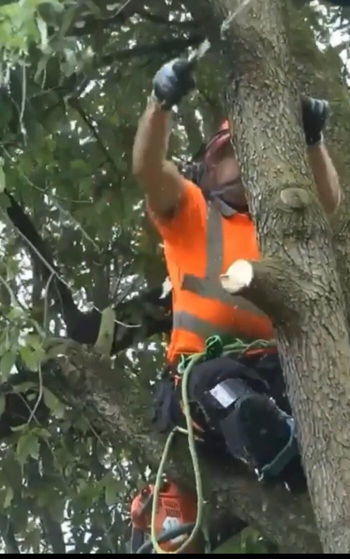 Images Excel Tree Maintenance