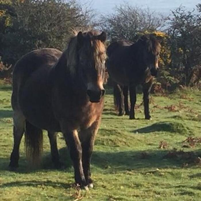 Images Woodcombe Lodges