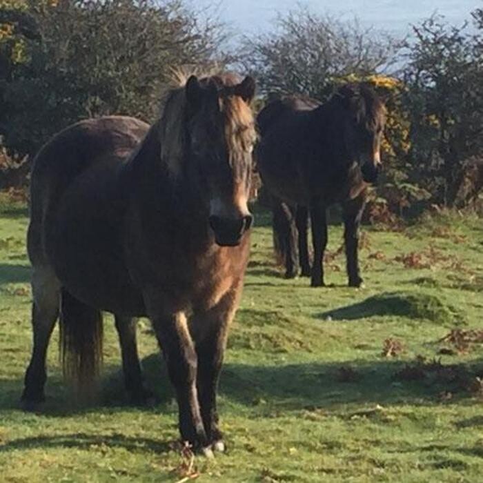 Images Woodcombe Lodges