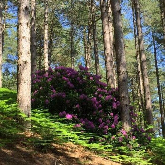 Images Woodcombe Lodges