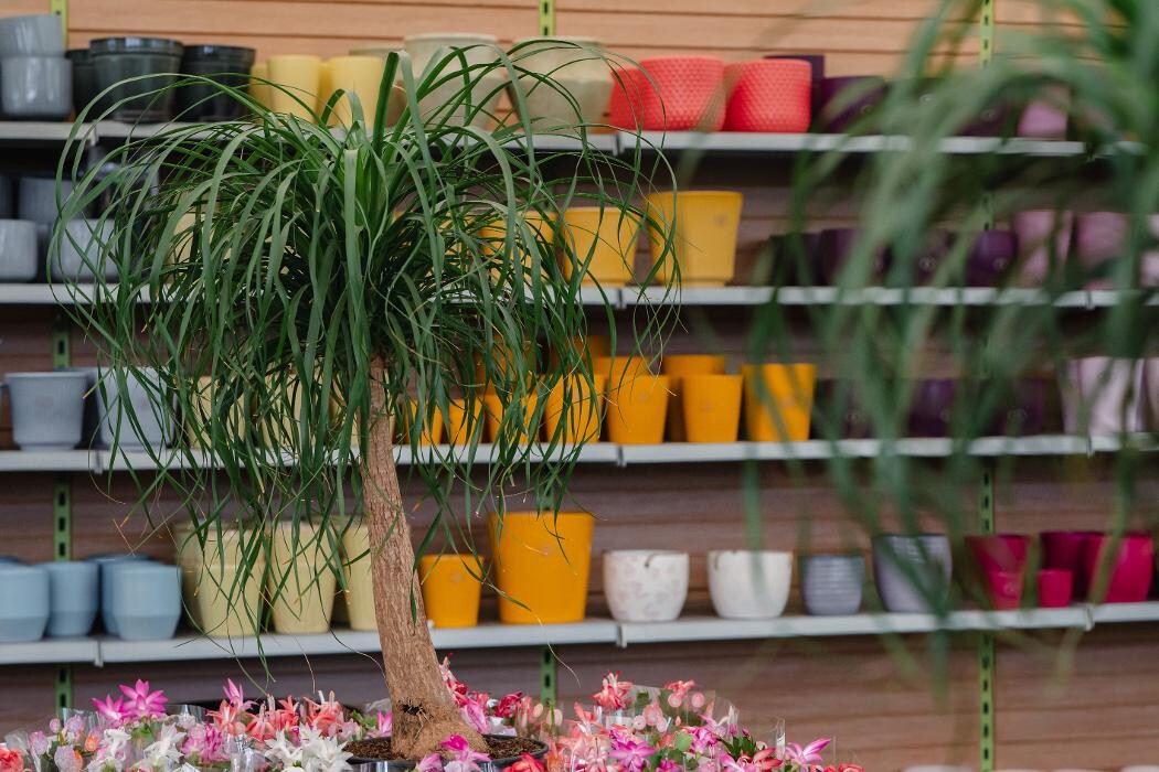 Images Codsall & Wergs Garden Centre