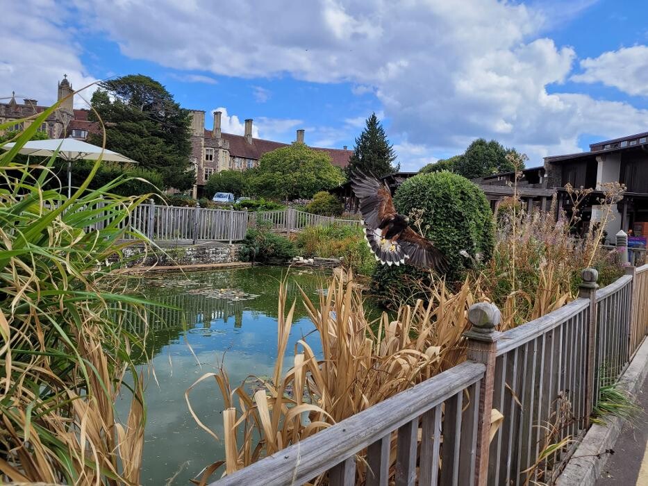 Images Talons Out Bird Services