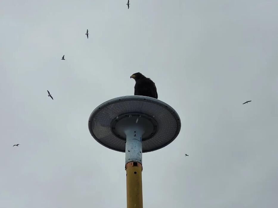 Images Talons Out Bird Services