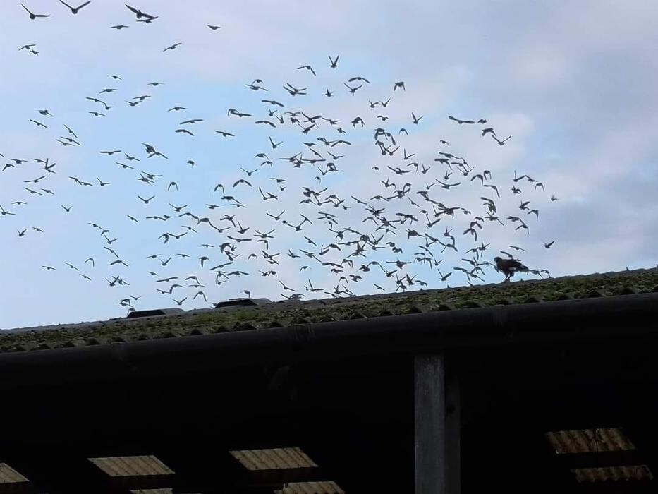 Images Talons Out Bird Services