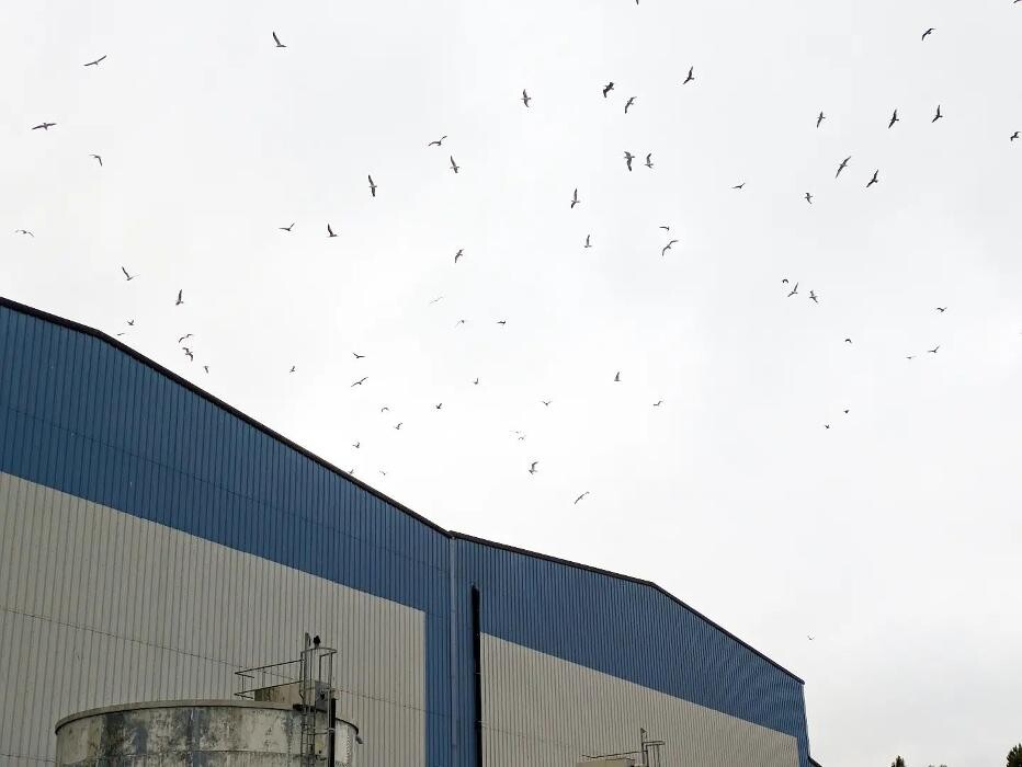 Images Talons Out Bird Services