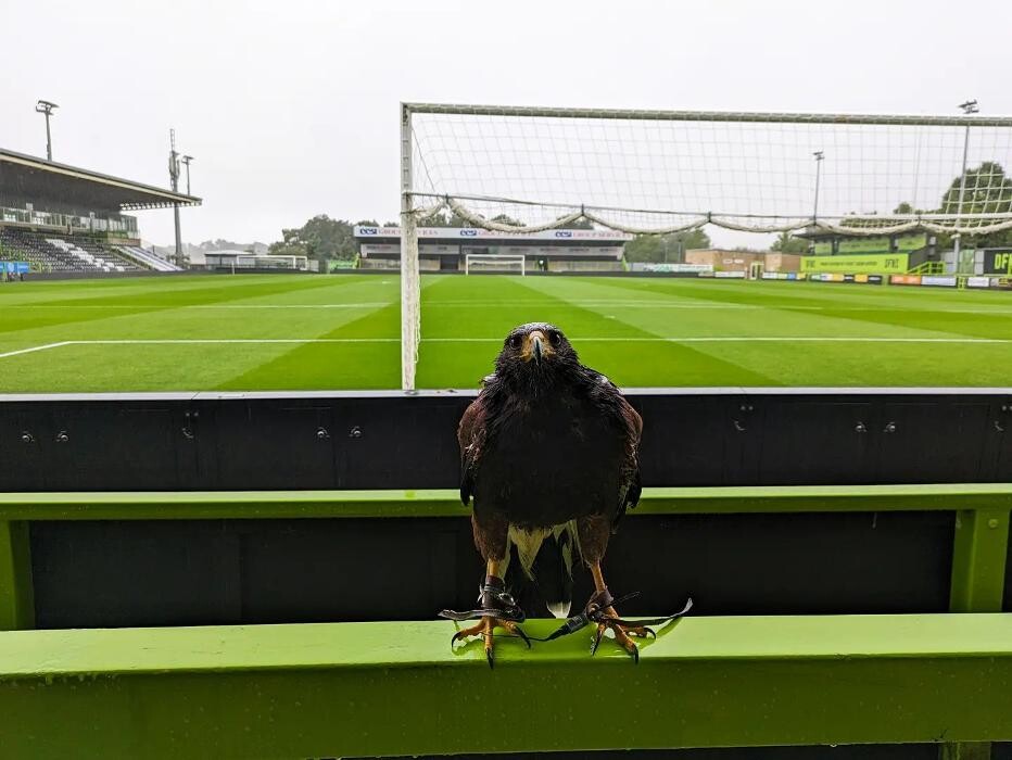 Images Talons Out Bird Services