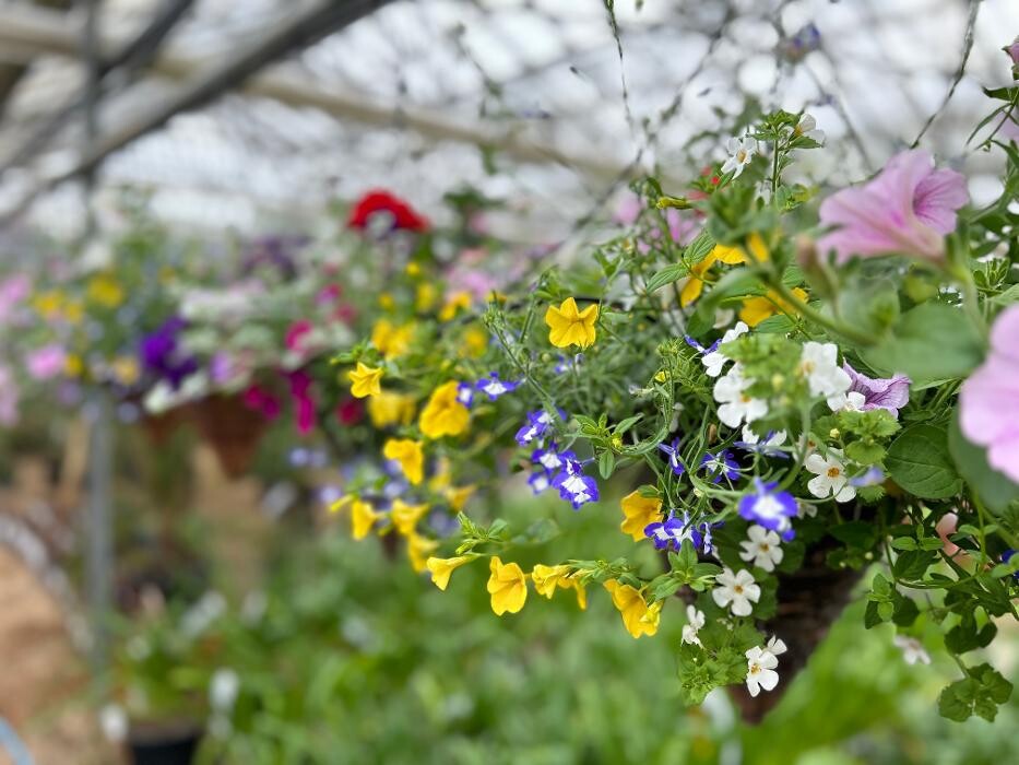 Images Coblands Garden Centre