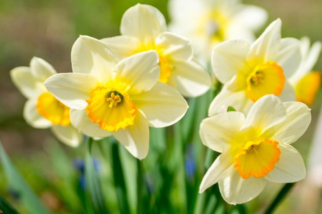 Images Thirsk Garden Centre