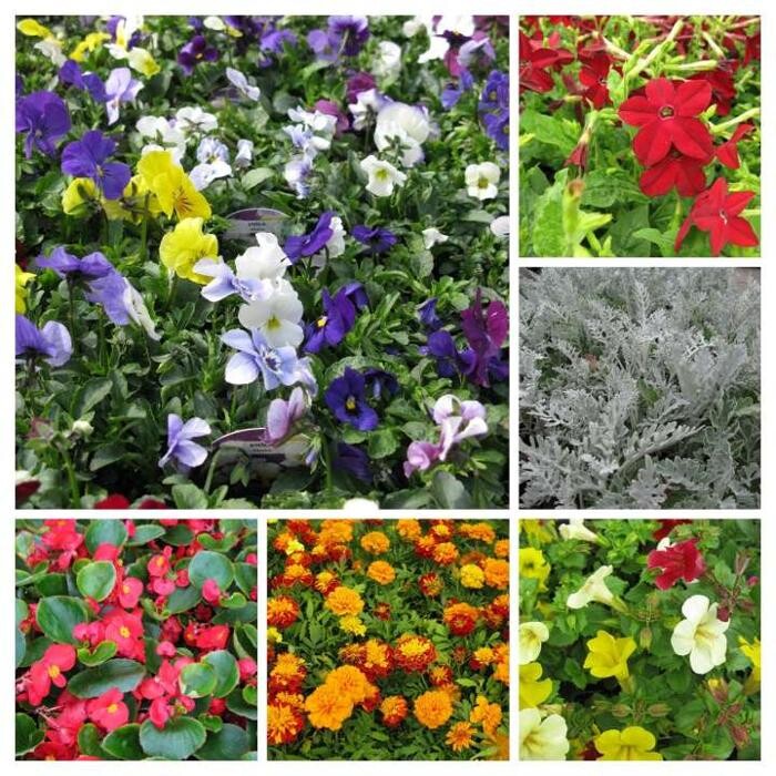 Images Thirsk Garden Centre