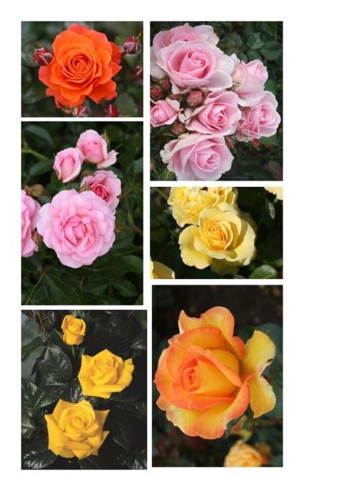 Images Thirsk Garden Centre