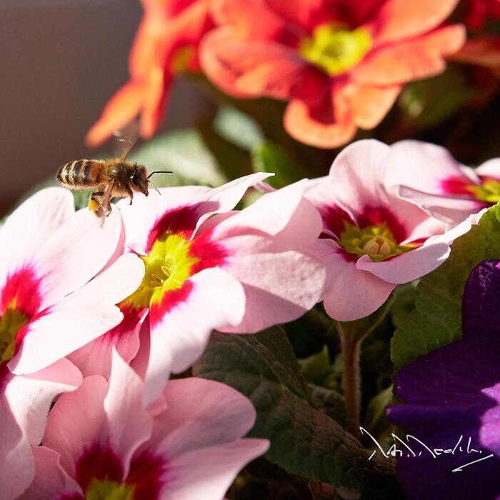 Images Ripley Nurseries & Farm Shop