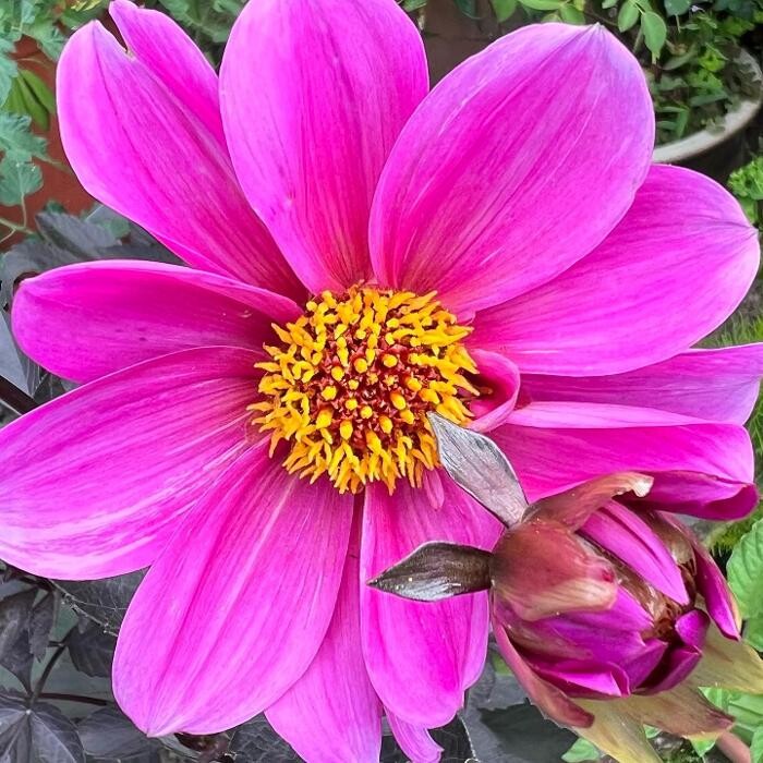 Images Ripley Nurseries & Farm Shop