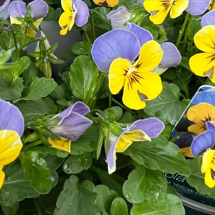 Images Ripley Nurseries & Farm Shop