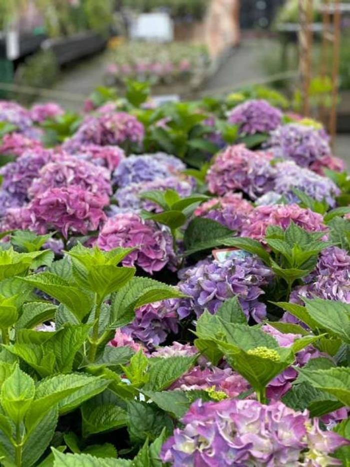 Images Radway Bridge Garden Centre and Country Stores