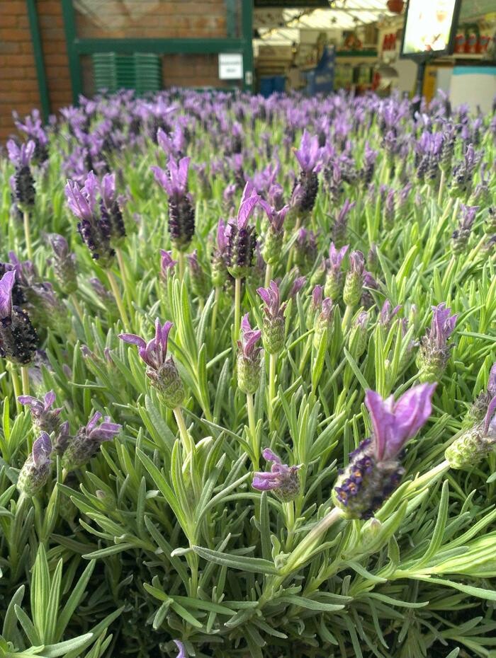 Images Stewarts Christchurch Garden Centre